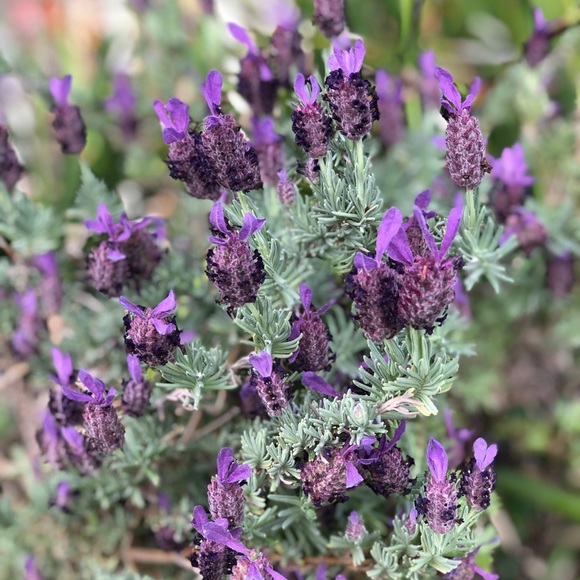 Meet your Posher, Sasha - Picture 1 of 1